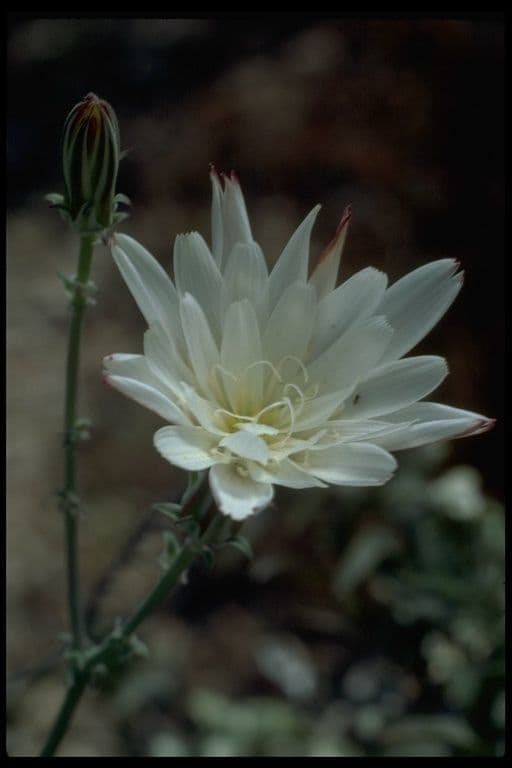 Rafinesquia californica 5
