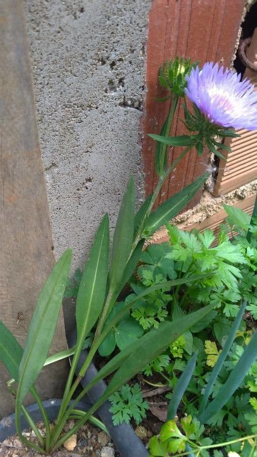 Stokesia laevis 12
