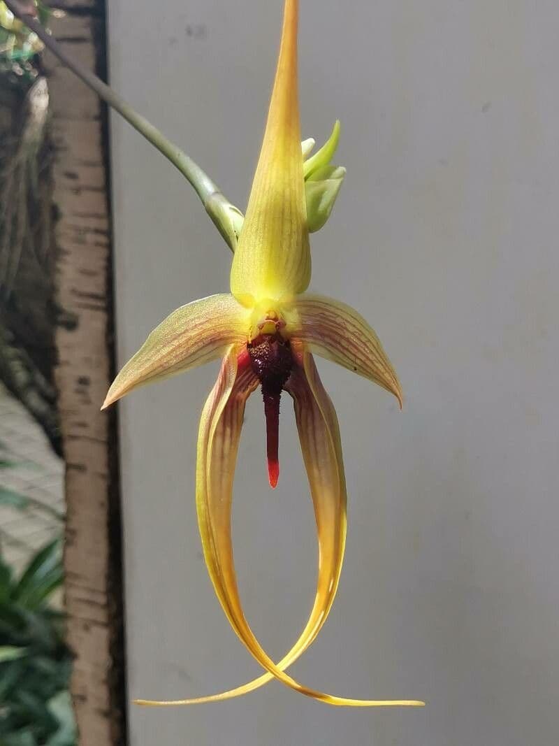 Bulbophyllum
