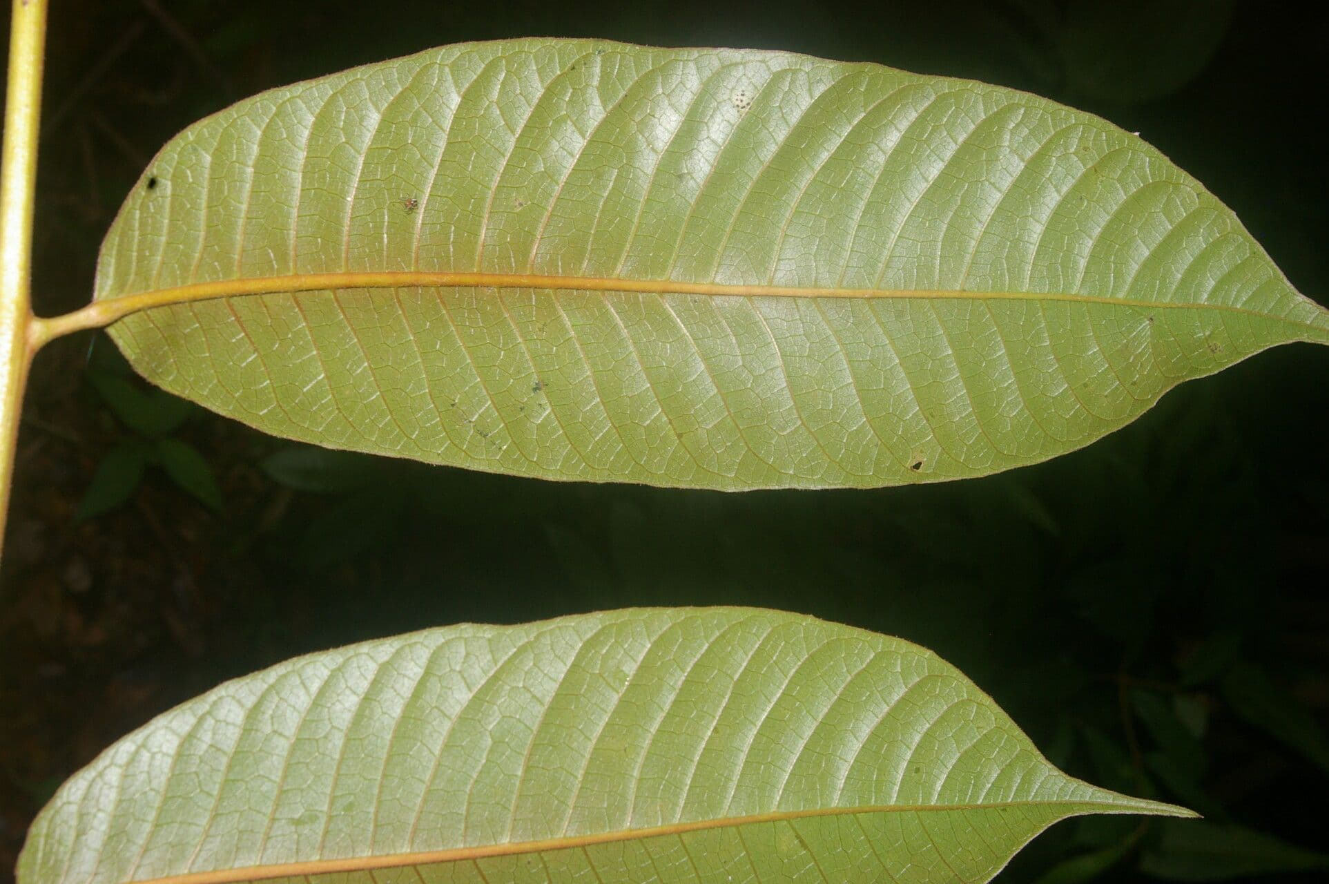 Trattinnickia 3