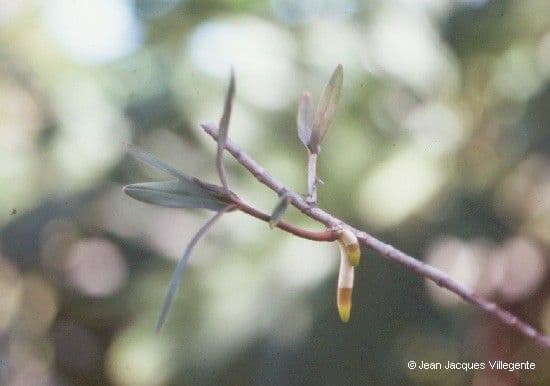 Dendrobium