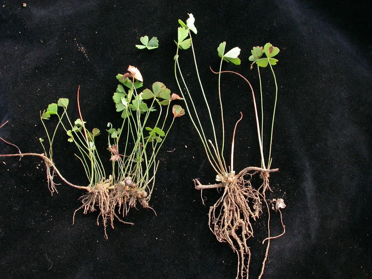 Marsilea minuta 10