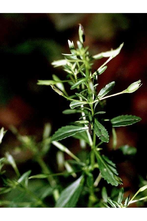 Mecardonia acuminata subsp. microphylla 3