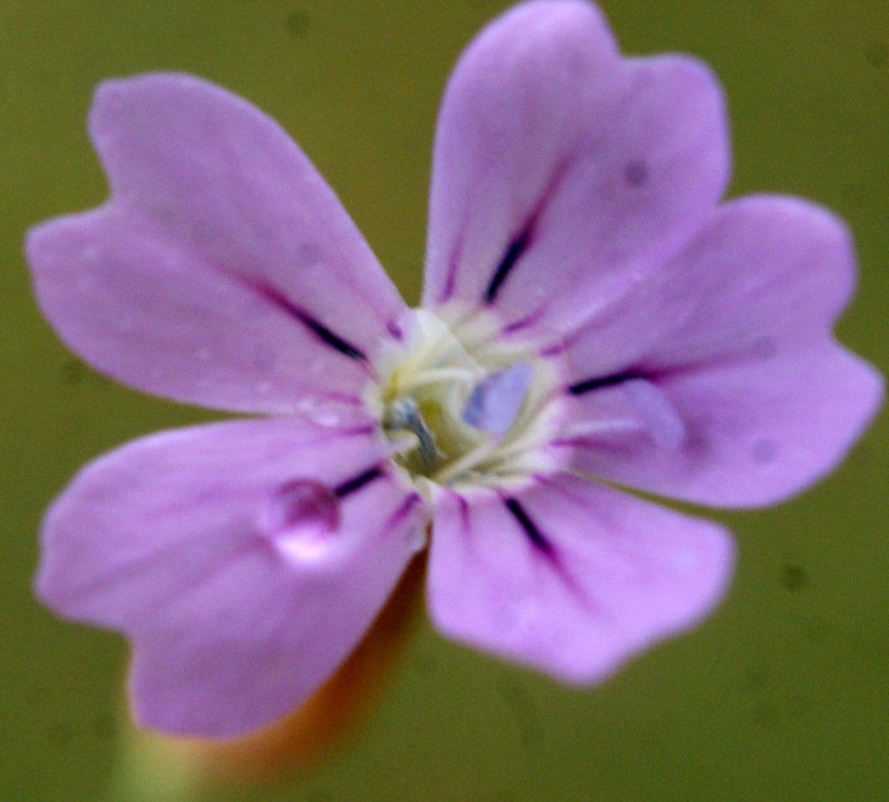 Garofano di Nanteuil 2