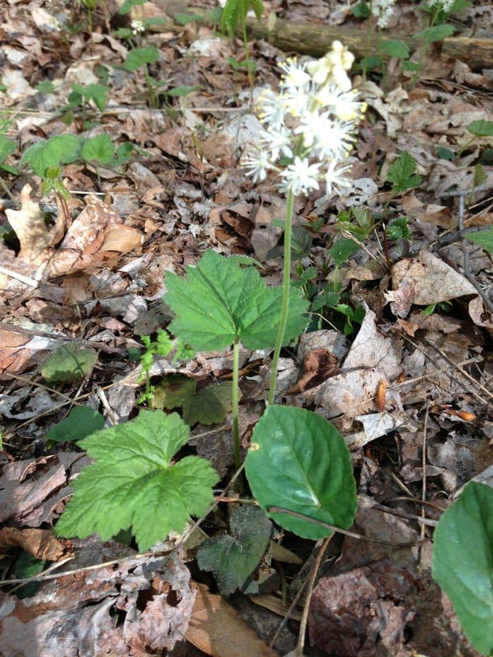 Schaumblüte 8