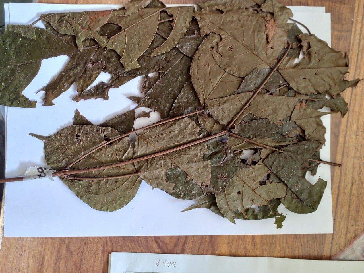 Stryphnodendron