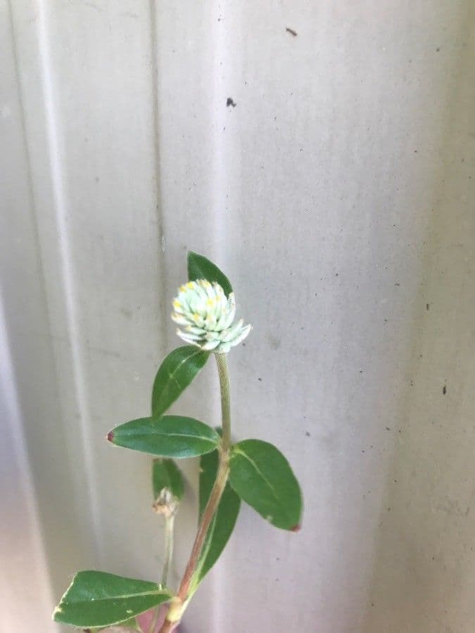 Gomphrena 2