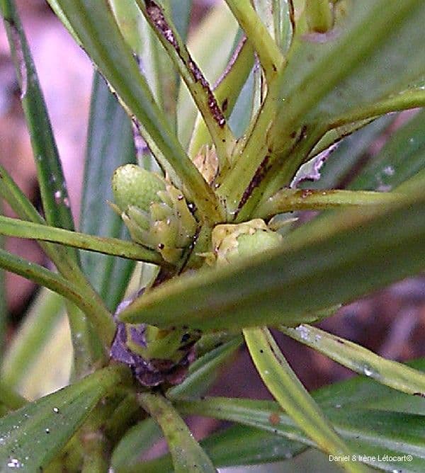 Podocarpus 3