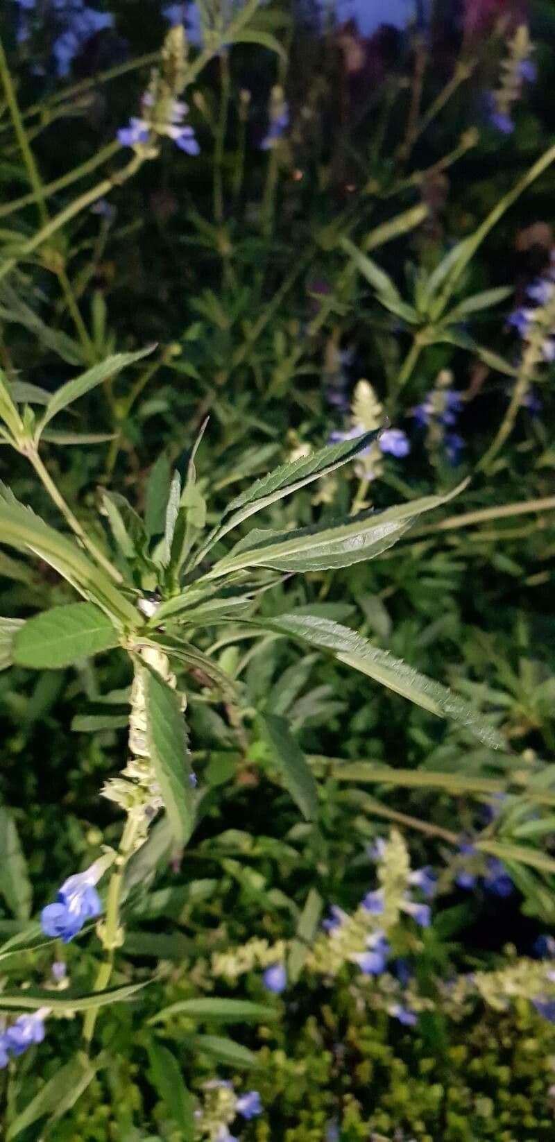 Bog sage 16