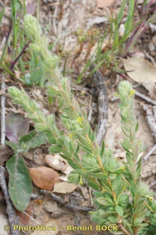 Tímelaea villosa 3