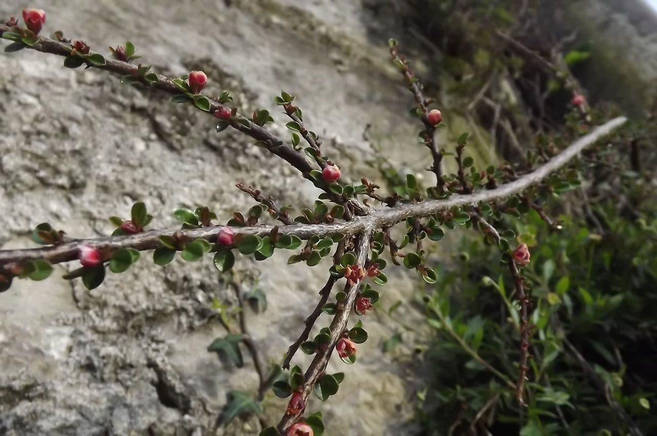 Cotoneaster 30