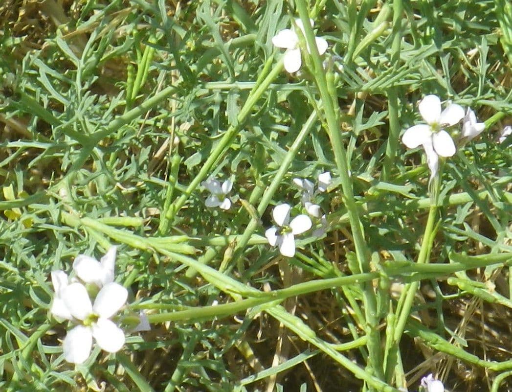Erucaria 9