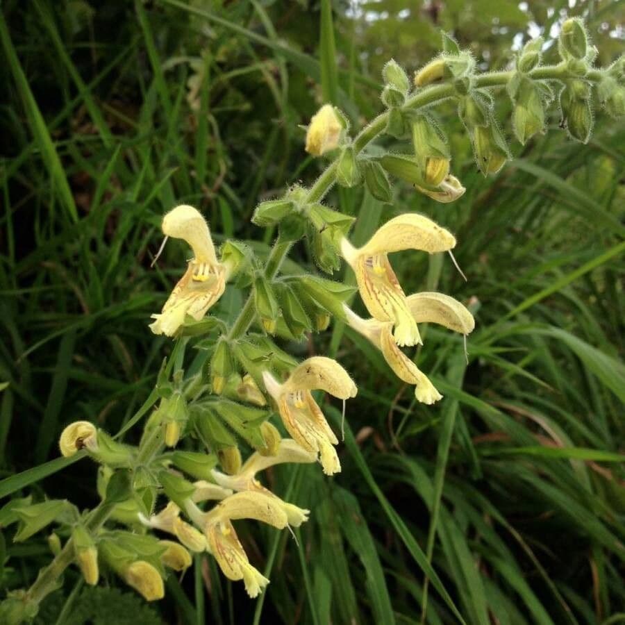 Salvia vischiosa 8