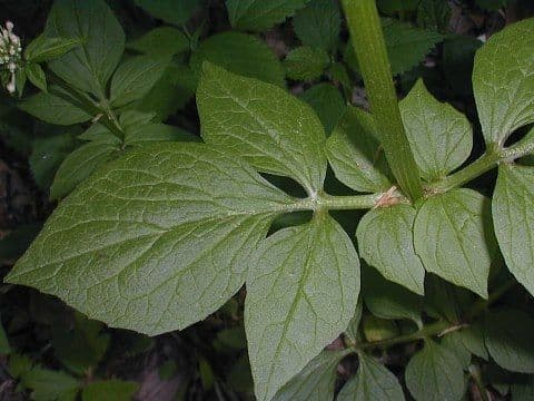 Valeriana pauciflora 12