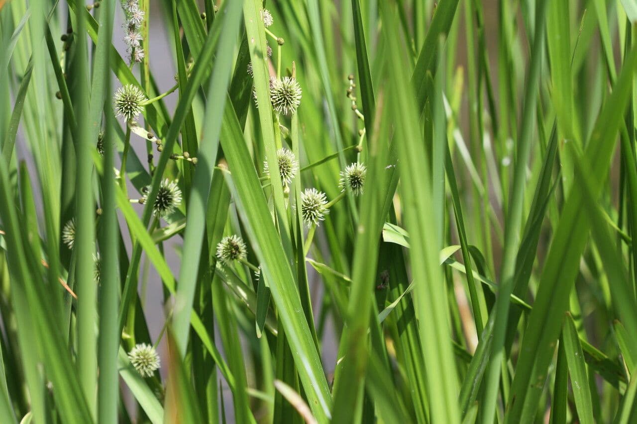Platanaria 3