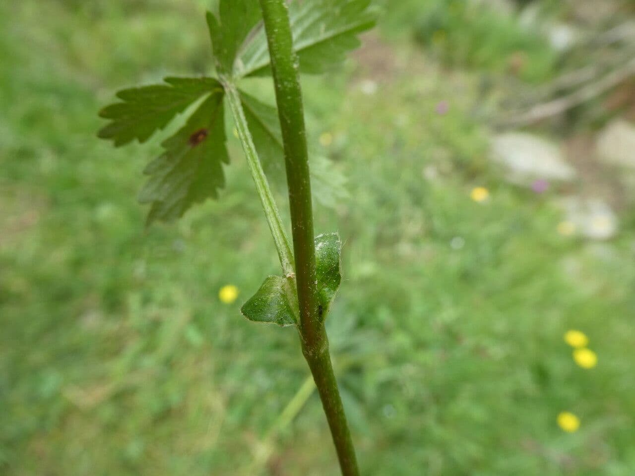 Potentilla pyrenaica 19