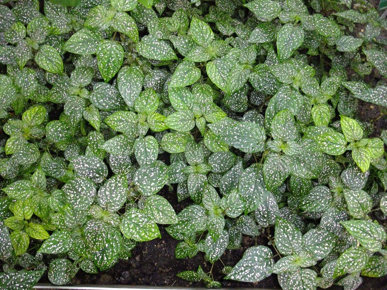 Hypoestes 11