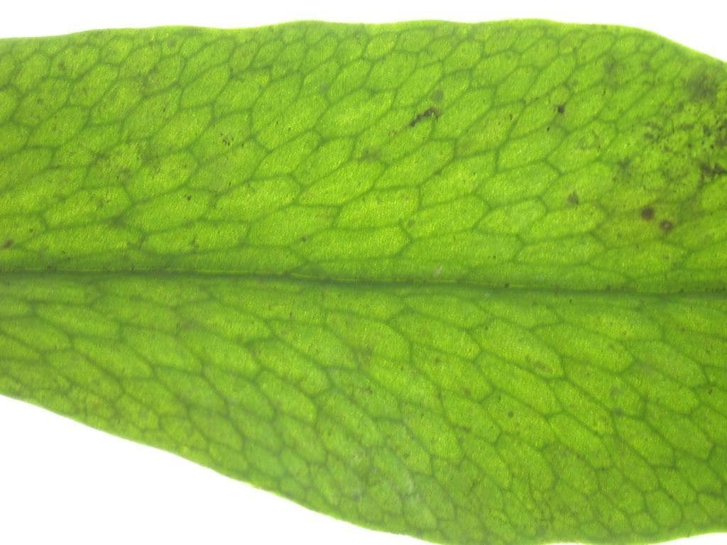 Polytaenium 5