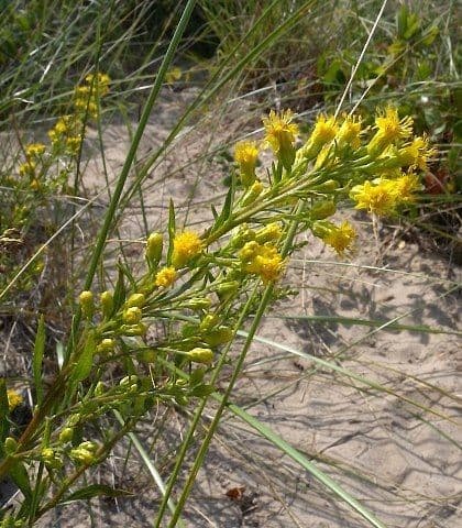 Solidago semplice 4