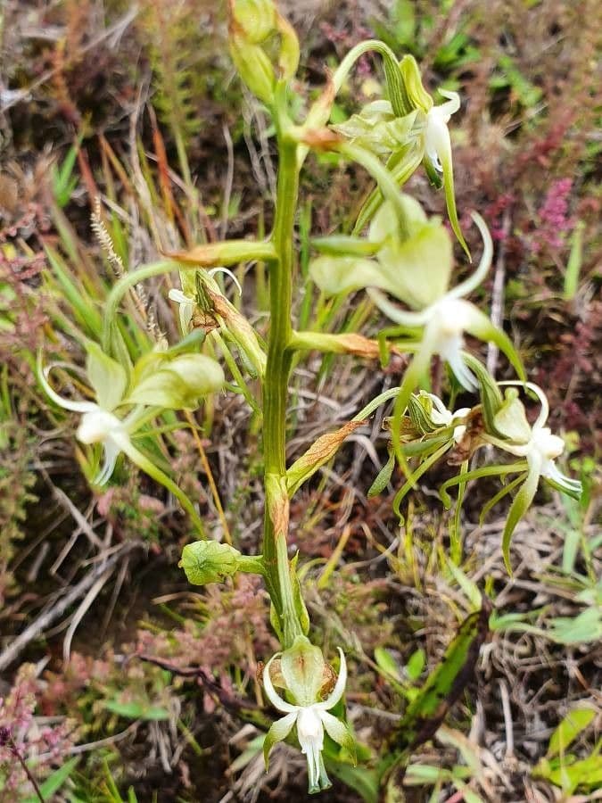 Habenaria
