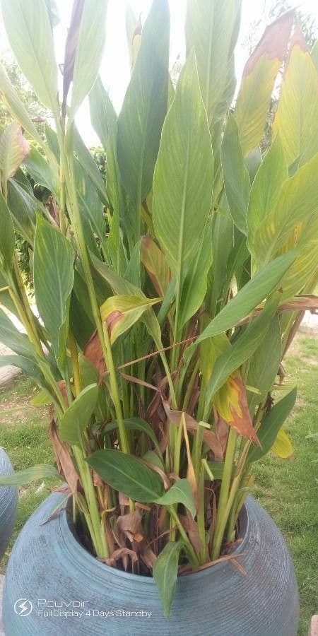Canna glauca 19