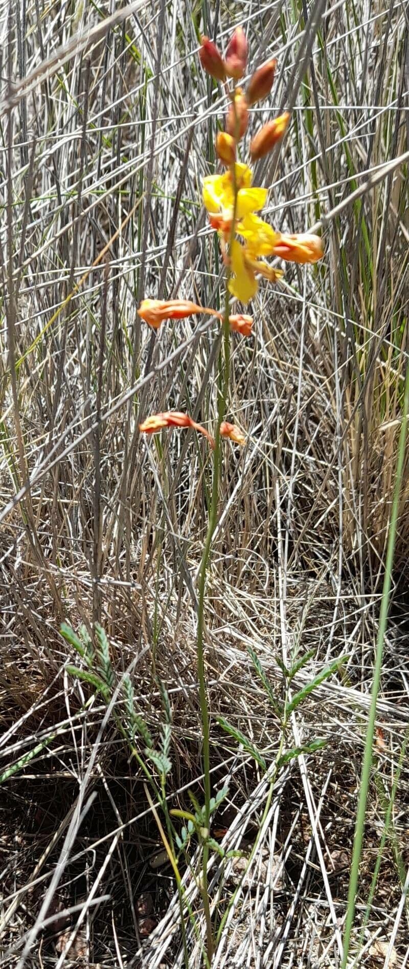 Hoffmannseggia glauca 13