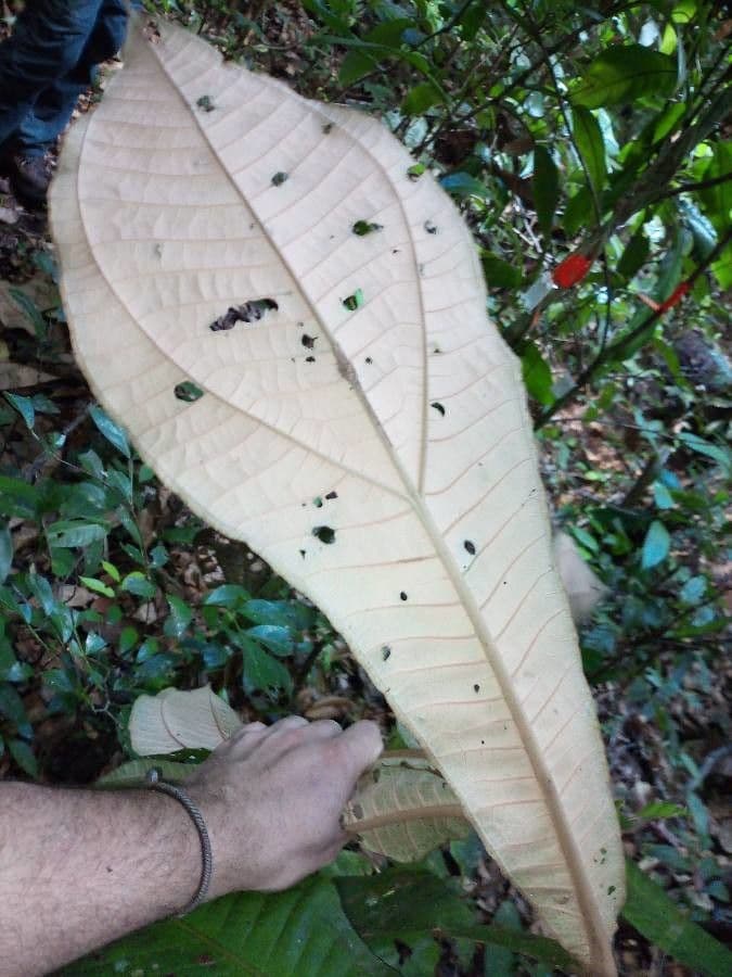 Miconia