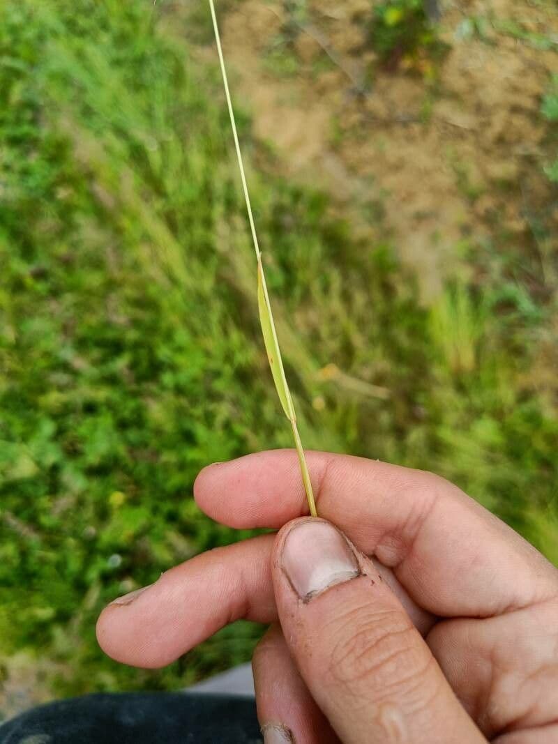 Festuca ligure 15