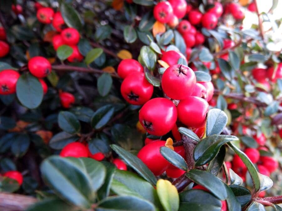 Cotoneaster di Dammer 2