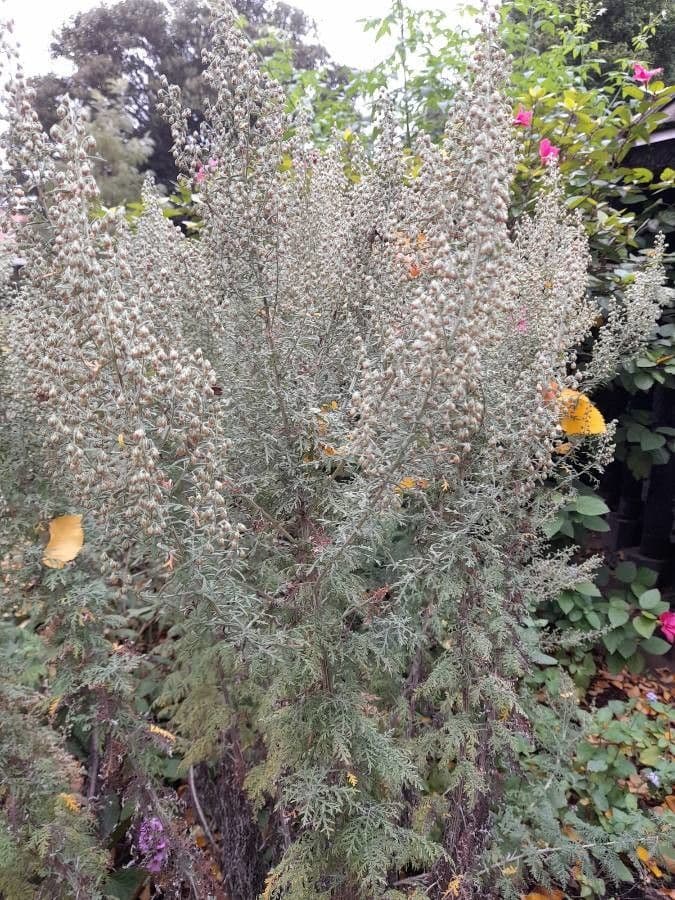 Artemisia afra 2