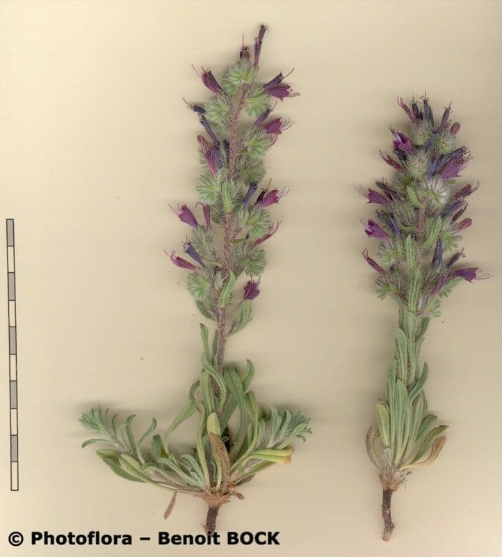 Echium humile 17