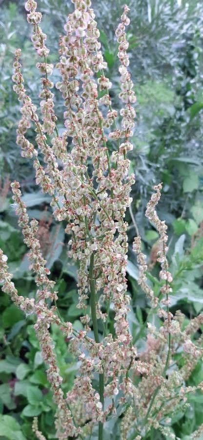Rumex 8