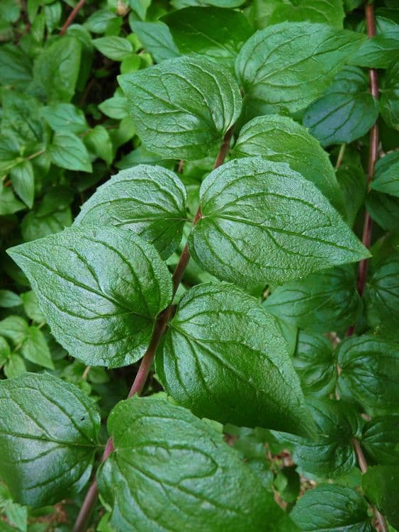 Keckiella cordifolia 15