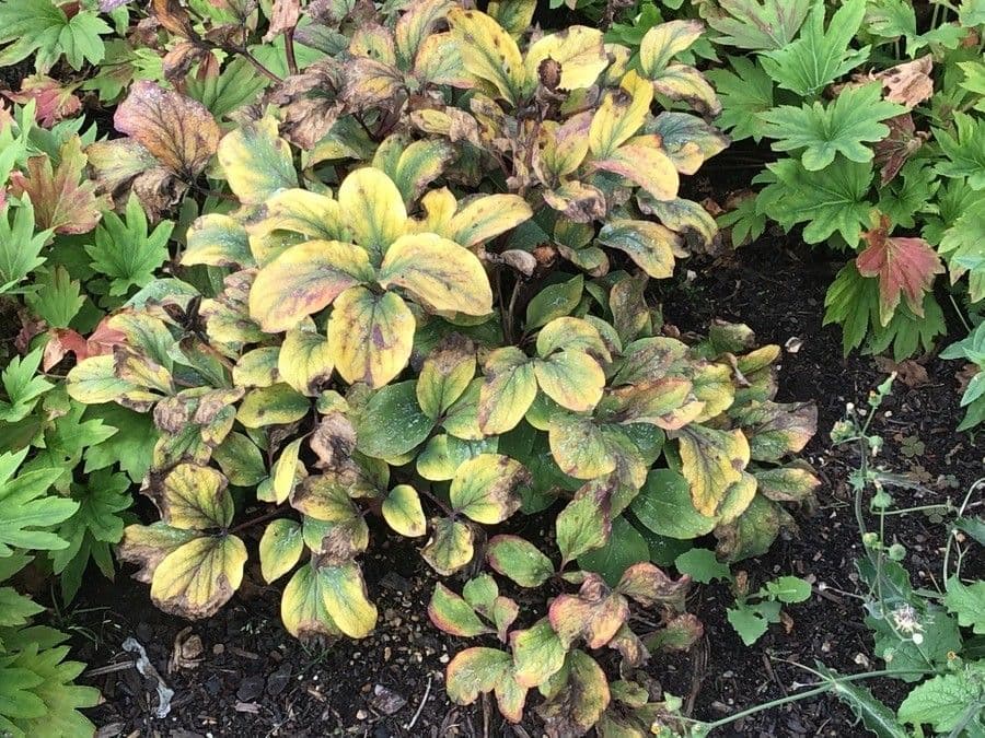 Peonia daurica 5