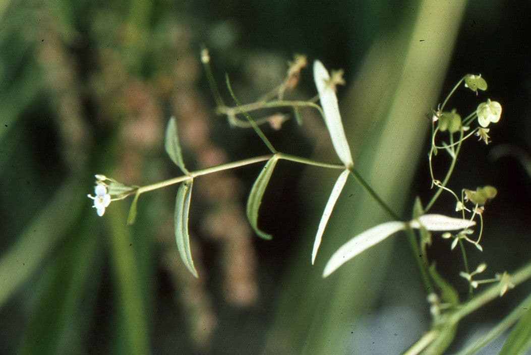 Veronica scudata 18