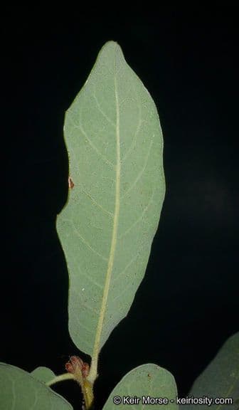 Engelmann-Eiche 11