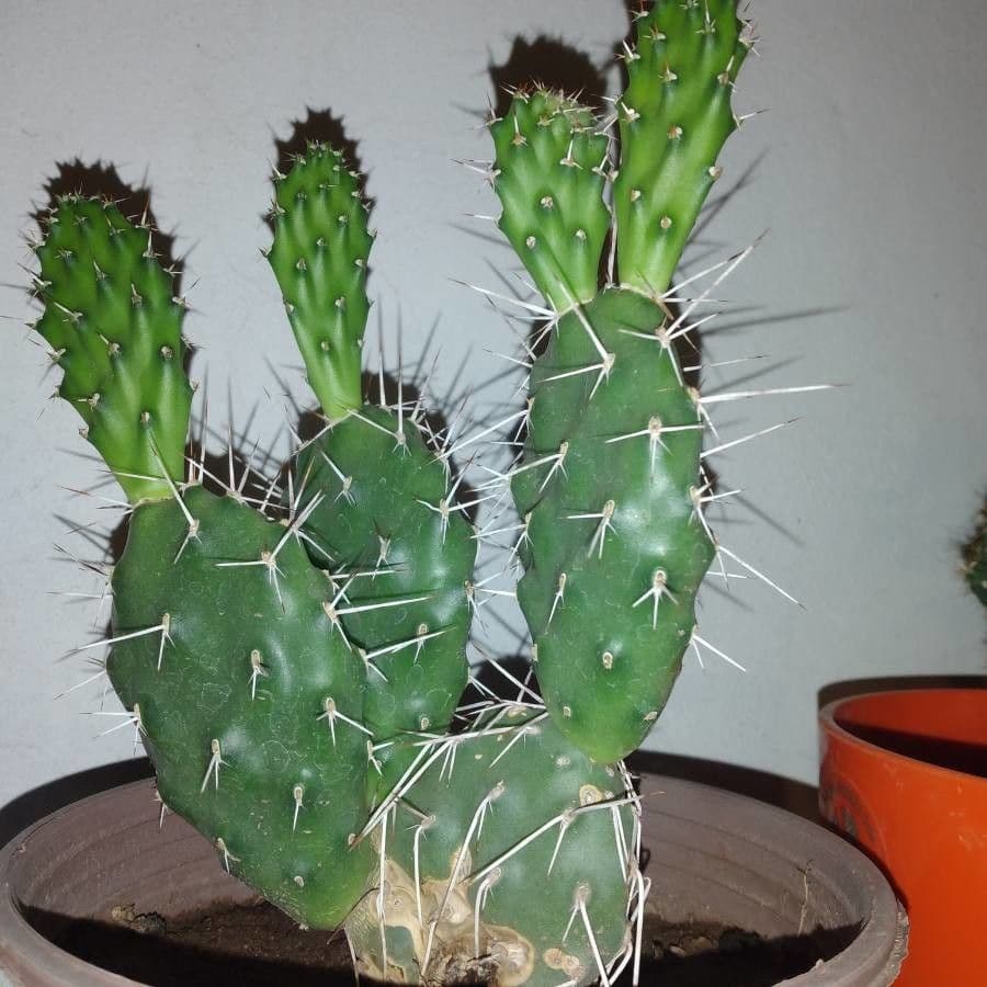 Nopal 14