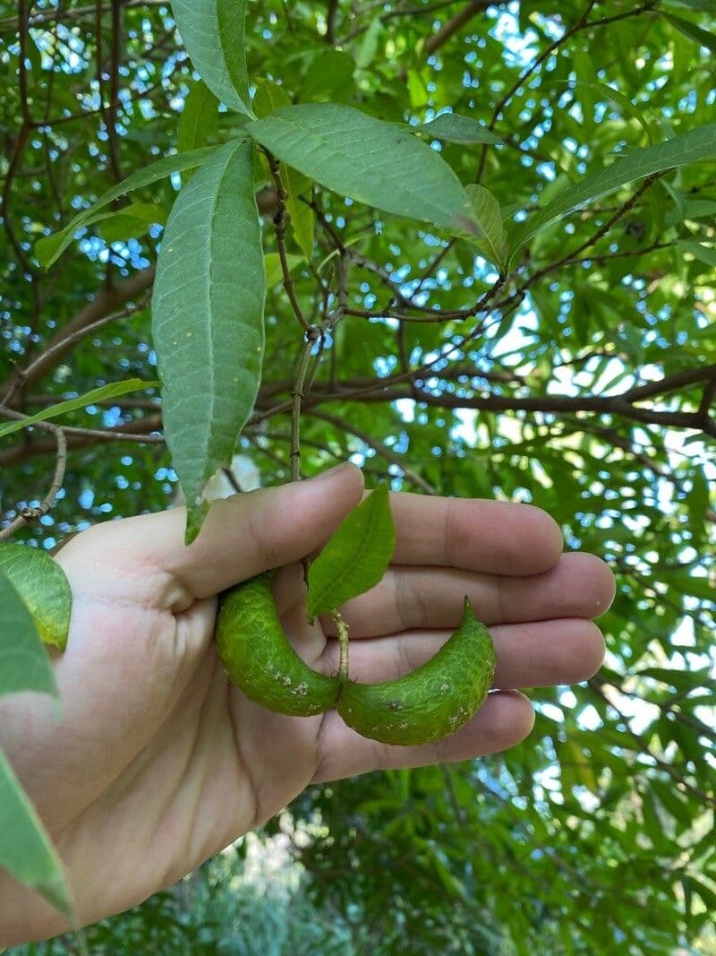 Tabernaemontana catharinensis 2