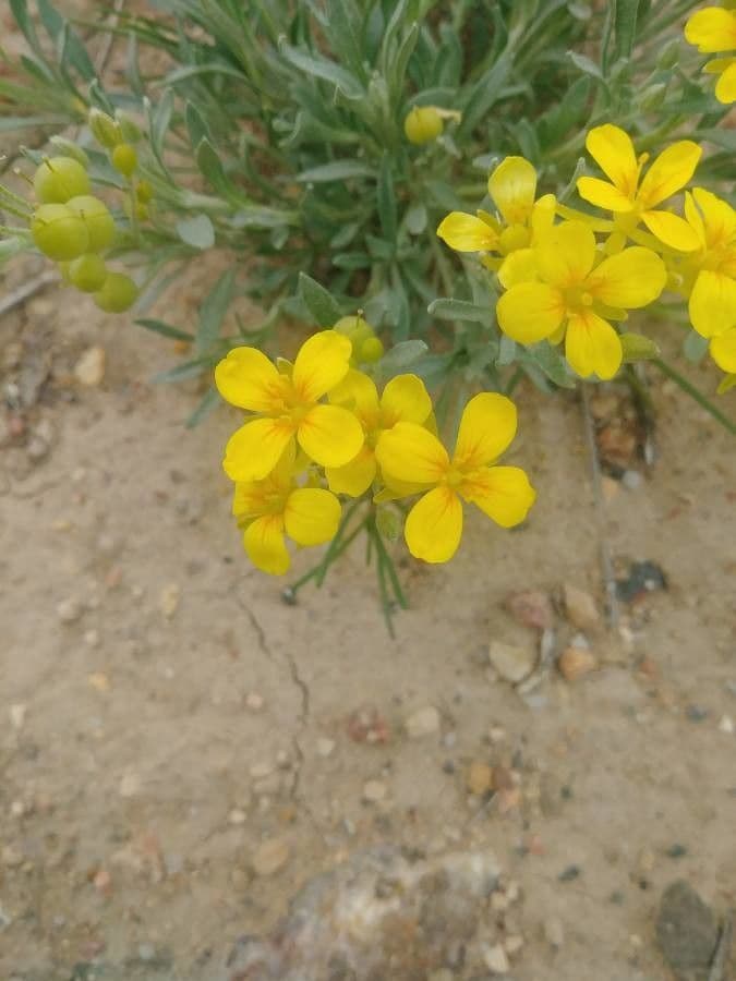 Fendler's bladderpod 2