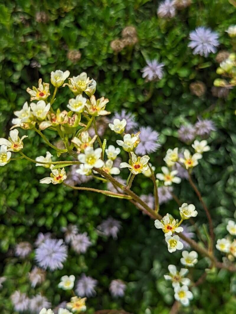 Saxifrage incrustée 5