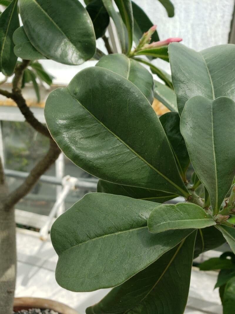 Adenium 7
