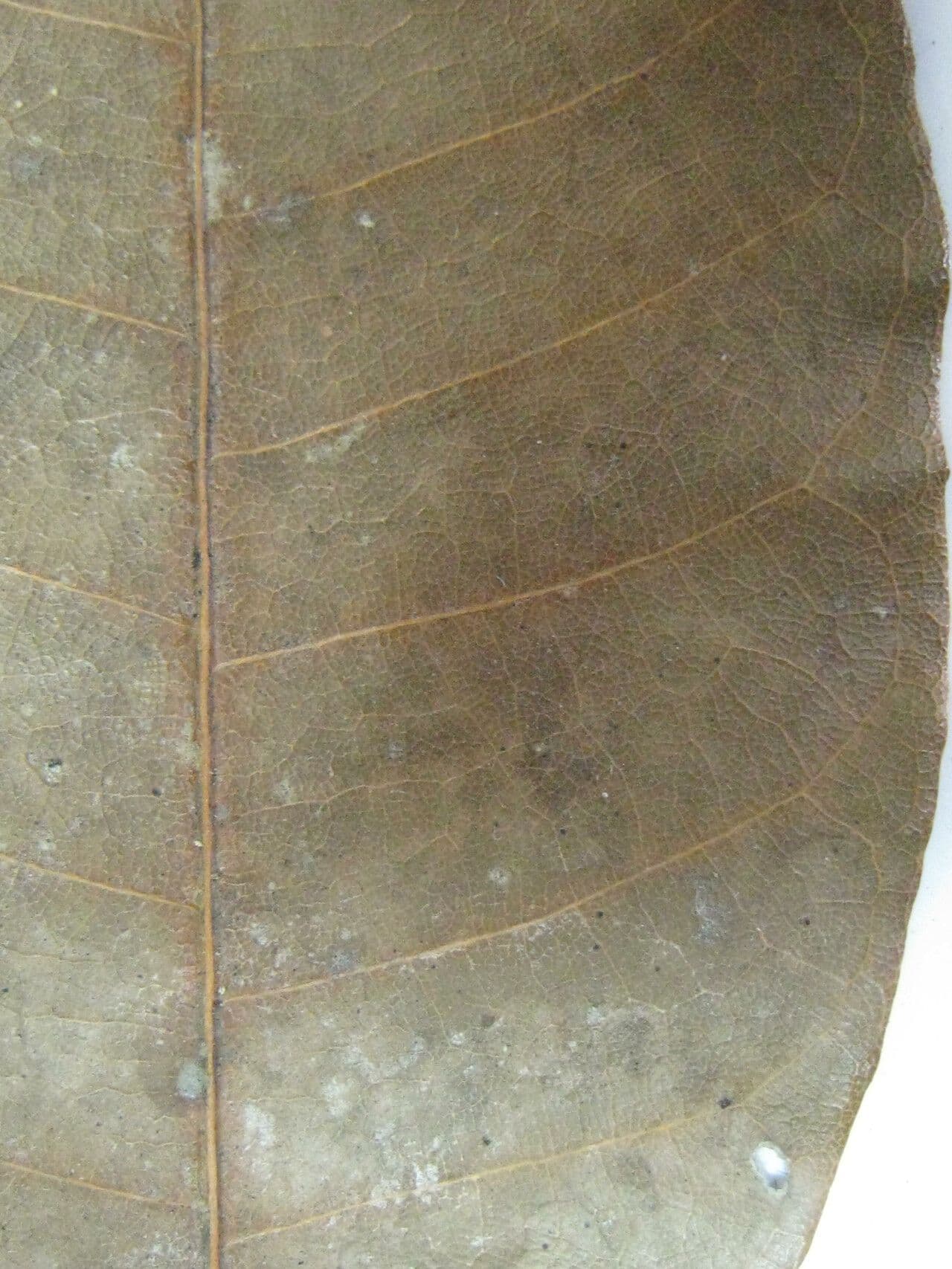 Pseudolmedia