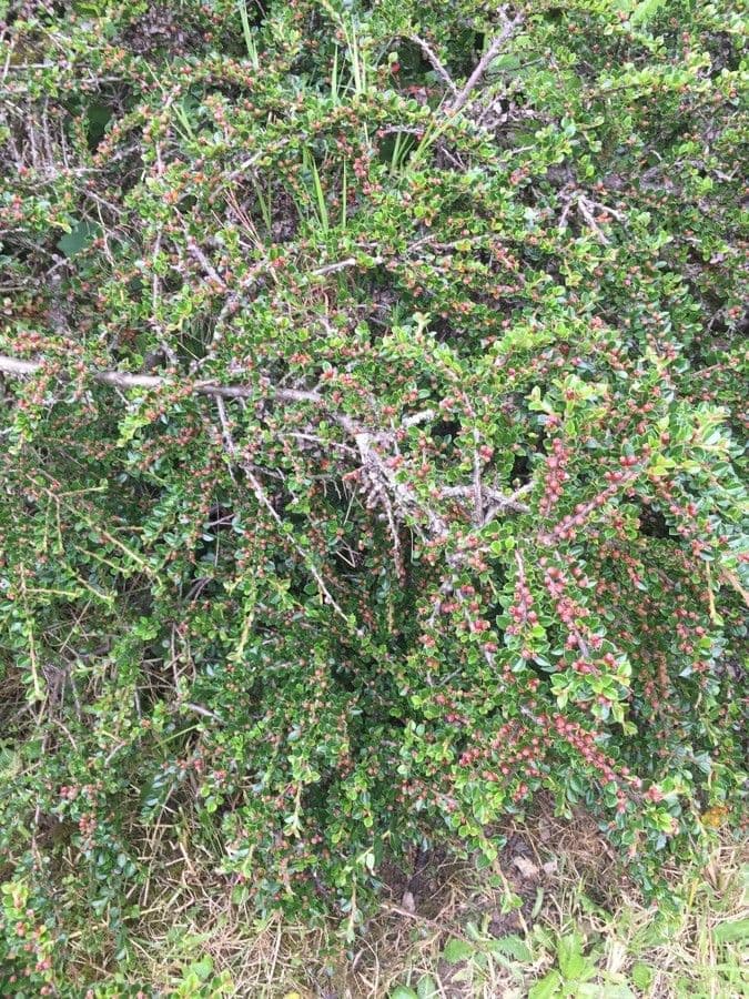 Cotoneaster de hoja entera 19