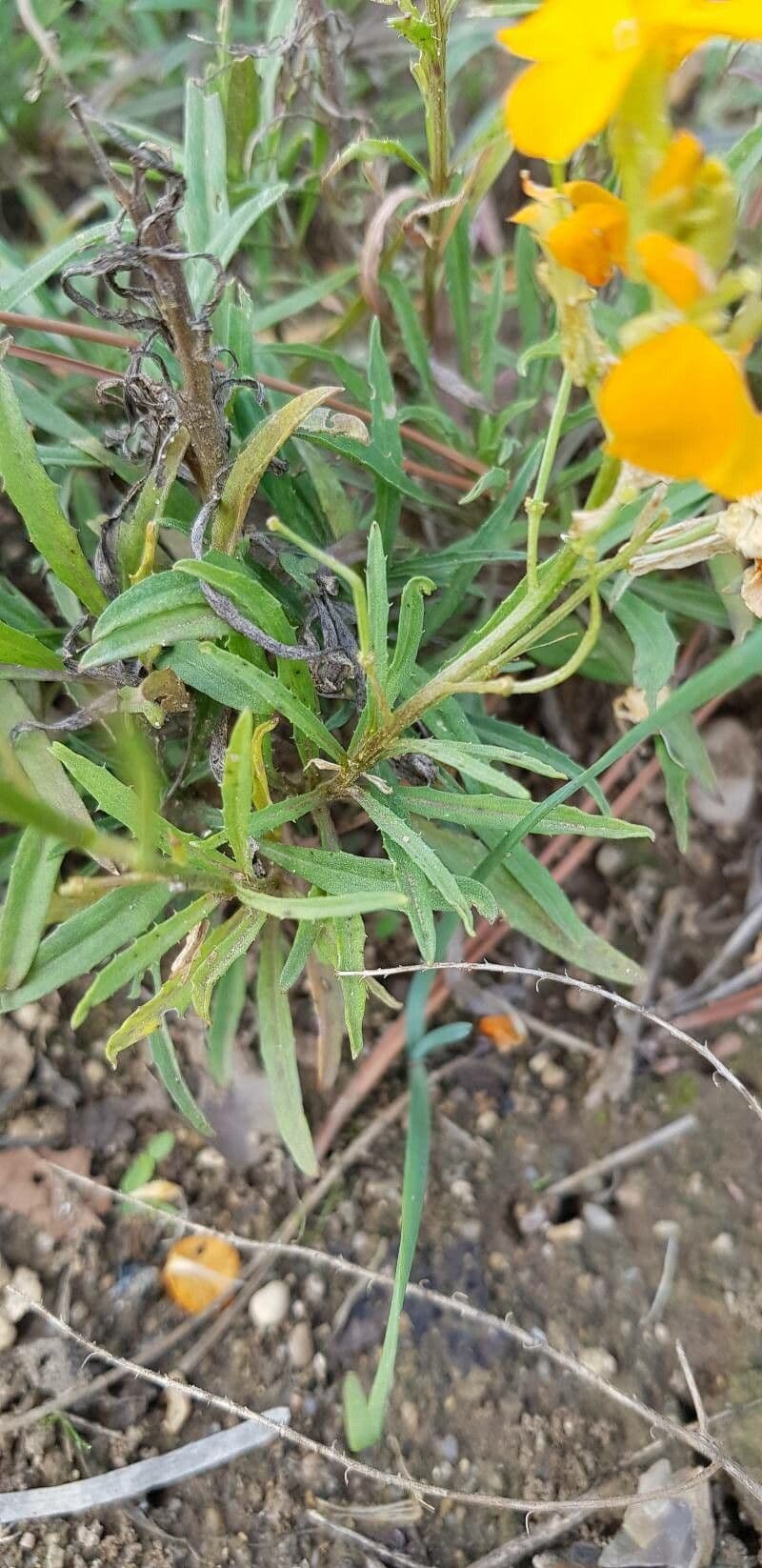 Violaciocca afghana 4