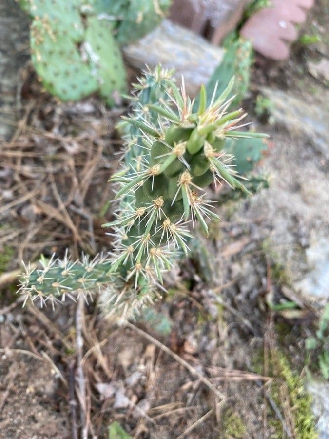 Opuntia a tre spine 28