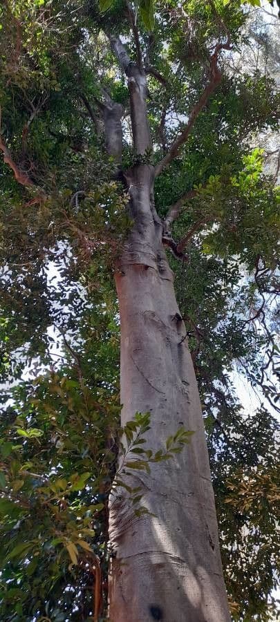 Elaeocarpus reticulatus 13