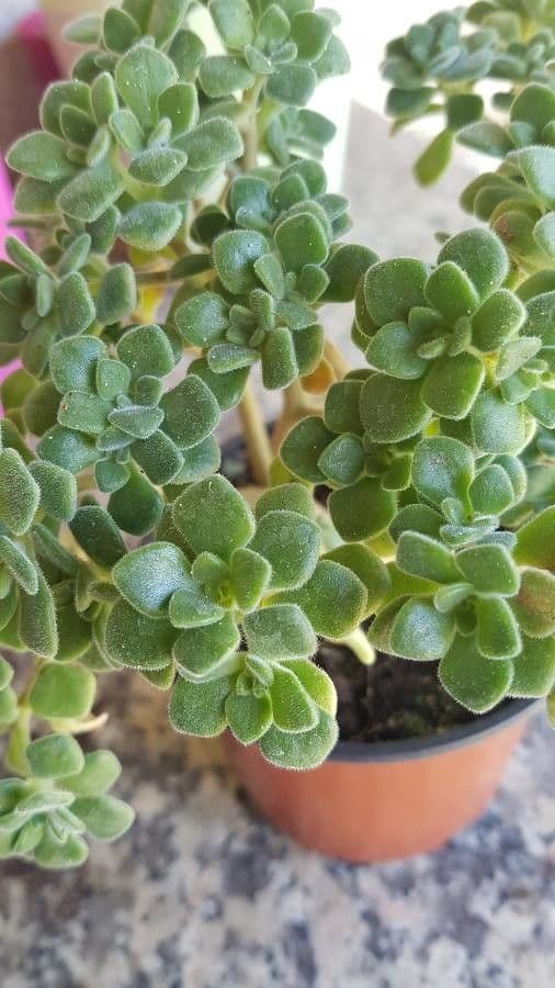Aeonium lindleyi 3
