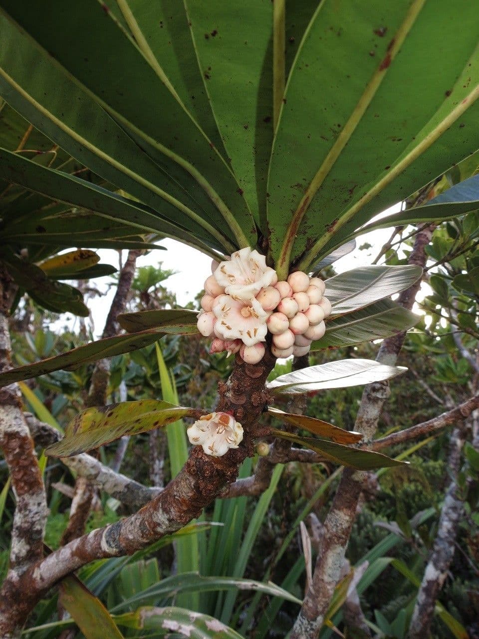 Pycnandra