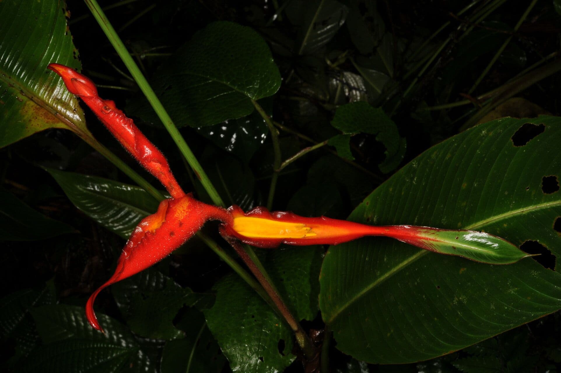 Plantain selvatico 4