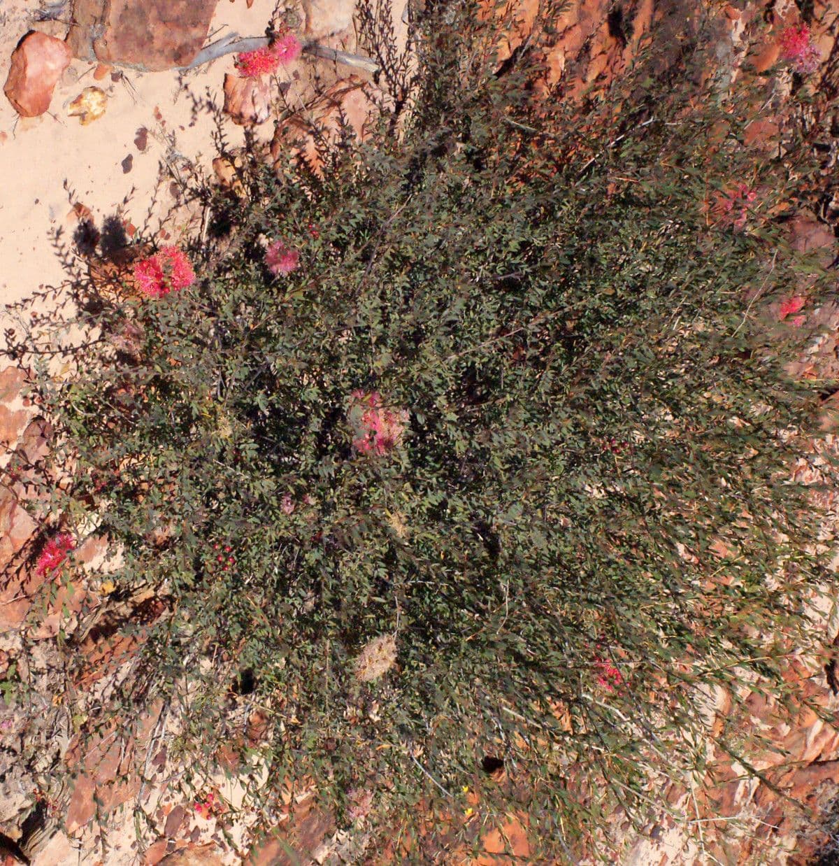Melaleuca radula 4